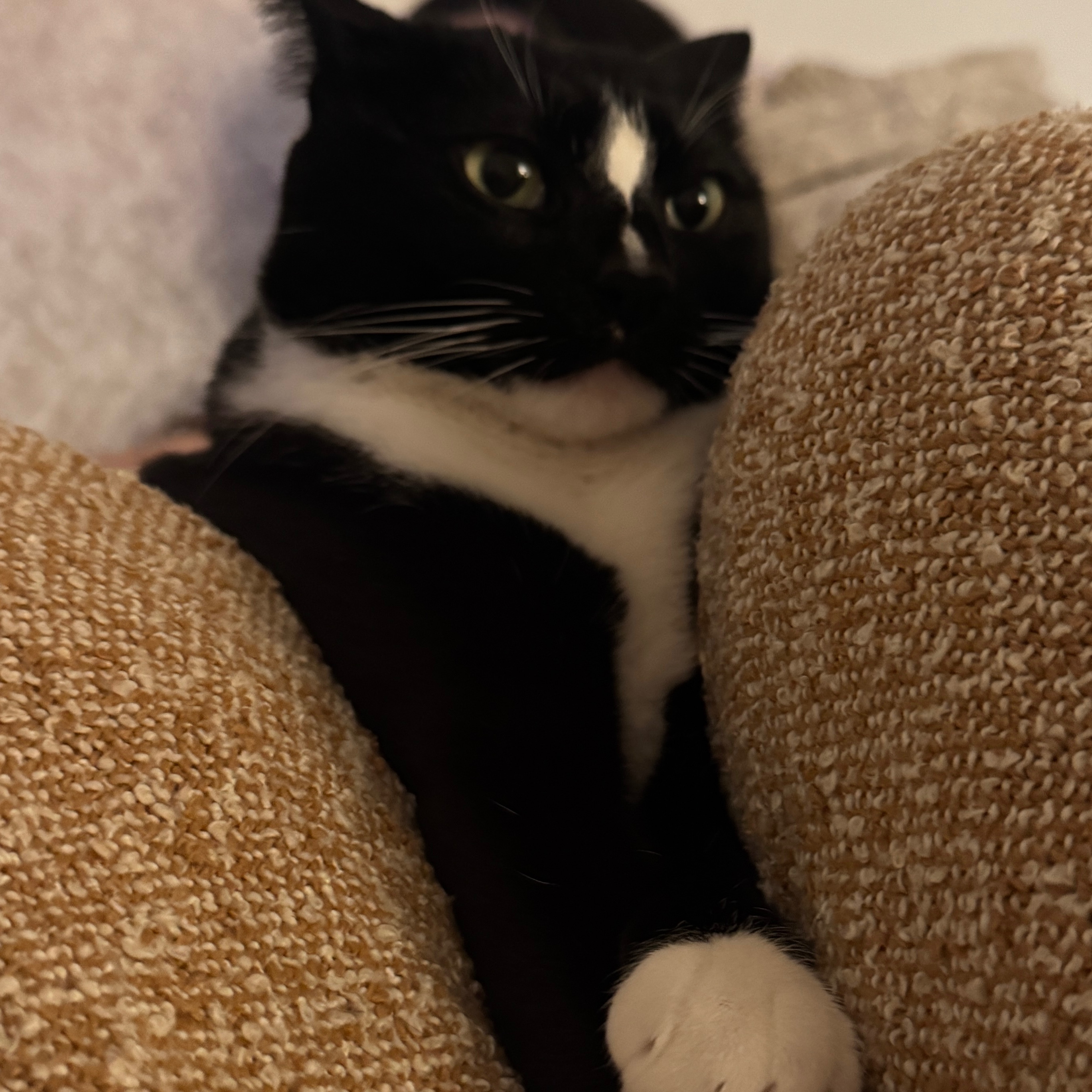sam